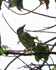 Myiodynastes luteiventris