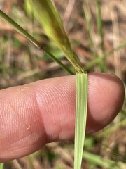 Aristida tuberculosa