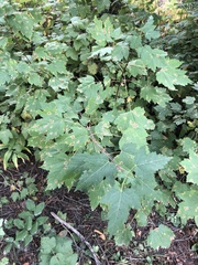 Acer glabrum