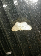 Scopula minorata