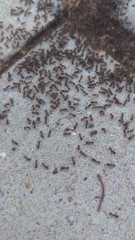 Tetramorium immigrans