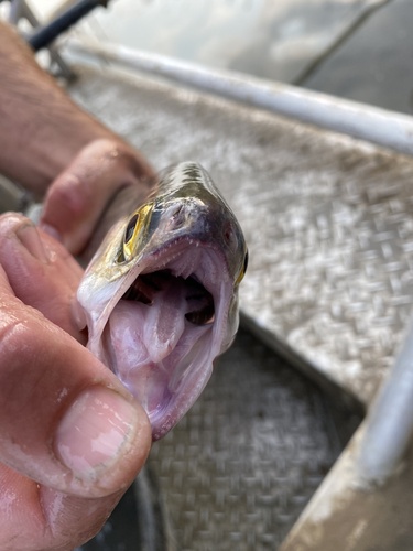 iNaturalist observation 2022-09-14