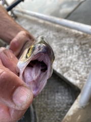 Hiodon alosoides