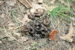 Craterellus fallax