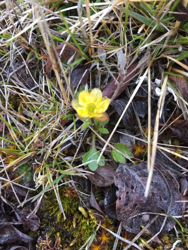 Sabine buttercup (Ranunculus sabinei)