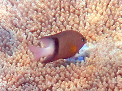 Plectroglyphidodon dickii