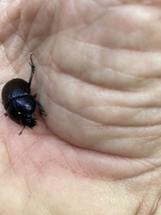 Geotrupes balyi