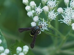 Carmenta pyralidiformis