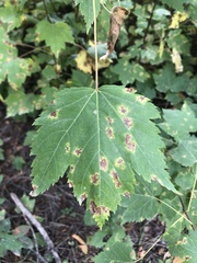 Acer glabrum