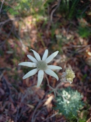 Actinotus helianthi