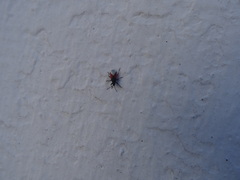 Oxycarenus lavaterae
