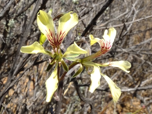 Image of Pelargonium karooicum by (c) Kevin Murray, some rights reserved (CC BY)