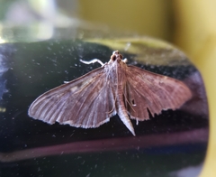 Herpetogramma sphingealis