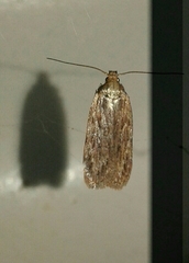 Depressaria daucella