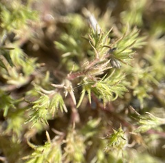 Loeflingia squarrosa