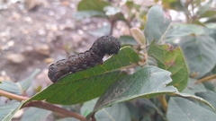 Spodoptera latifascia