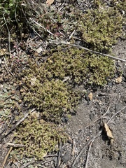 Loeflingia squarrosa