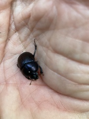 Geotrupes balyi