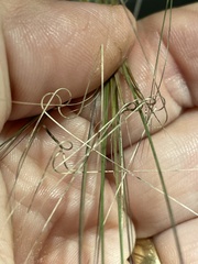 Aristida tuberculosa