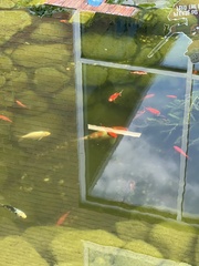 Cyprinus rubrofuscus