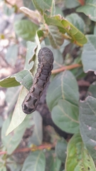 Spodoptera latifascia