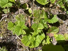 Rubus lasiococcus