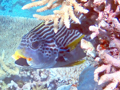 Plectorhinchus lineatus