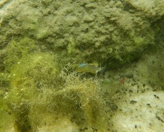 Cyprinodon variegatus