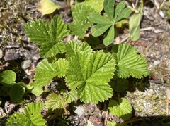Rubus lasiococcus