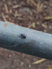 Stenomacra marginella