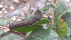 Spodoptera latifascia
