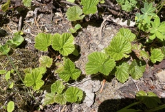 Rubus lasiococcus