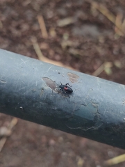 Stenomacra marginella