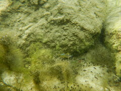 Cyprinodon variegatus