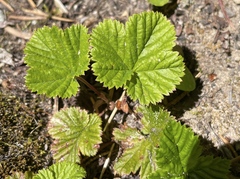 Rubus lasiococcus