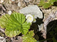 Rubus lasiococcus