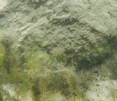 Cyprinodon variegatus