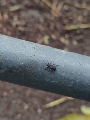 Stenomacra marginella