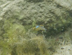 Cyprinodon variegatus