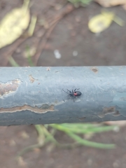 Stenomacra marginella