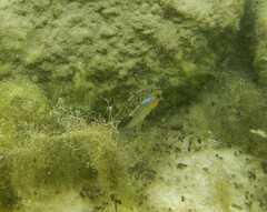 Cyprinodon variegatus