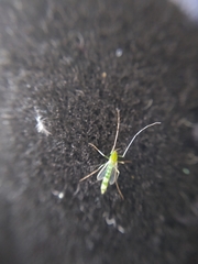 Chironomoidea