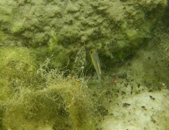 Cyprinodon variegatus