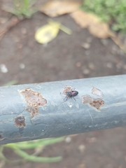 Stenomacra marginella