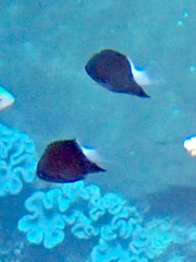 Pycnochromis margaritifer