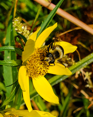 Eristalis anthophorina