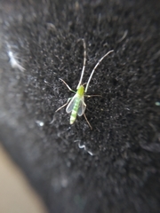 Chironomoidea