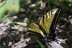 Papilio multicaudata multicaudata