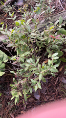 Vaccinium myrtilloides