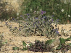 Echium